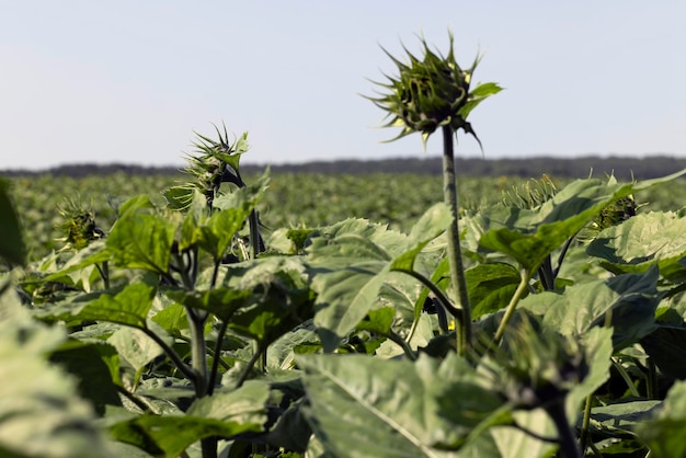 Um grande número de girassóis no campo agrícola