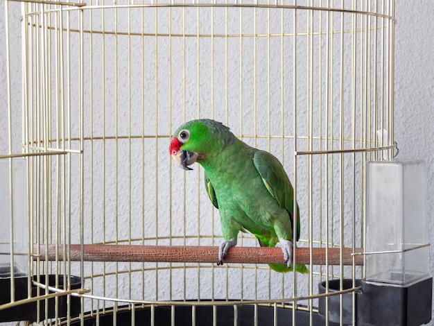 Um grande papagaio verde senta-se em um poleiro em uma gaiola. O olhar interessado e astuto de um papagaio.