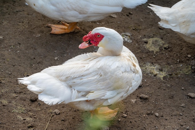 Um grande pato almiscarado branco como a neve criado no campo