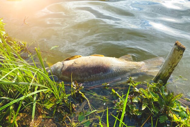 Um grande peixe morto na margem do lago morreu de calor extremo