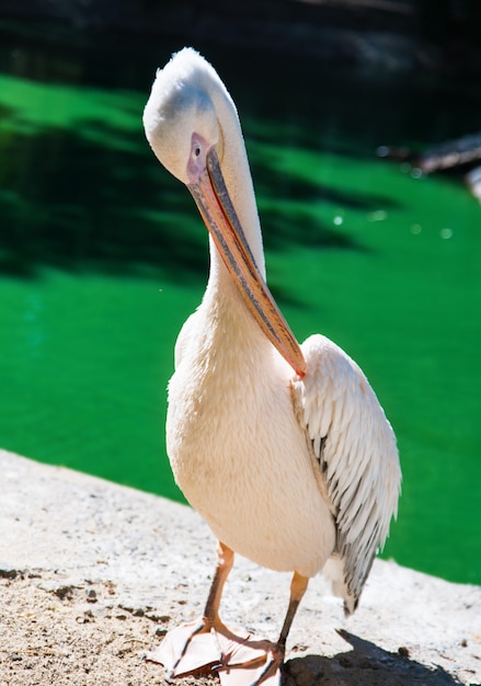 Um grande pelicano branco fica na margem de uma lagoa