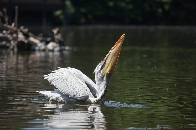 Um grande pelicano branco nada em um lago e pesca