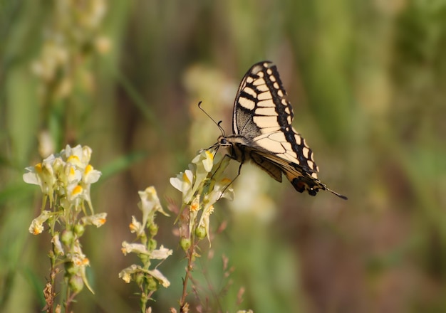 Um grande rabo de andorinha Papilio machaon come néctar sentado em uma flor amarela em um dia de verão