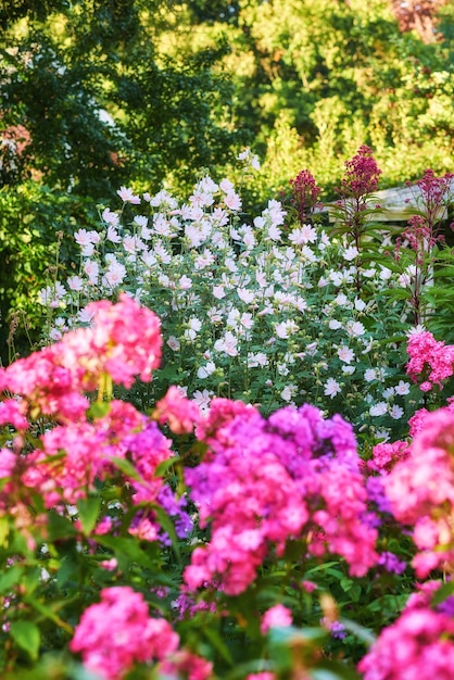 Um grande ramo de flores no jardim botânico Belo fundo de textura florescendo Atraente e colorido durante a floração da primavera e verão Plantas florescendo em um quintal bem colorido