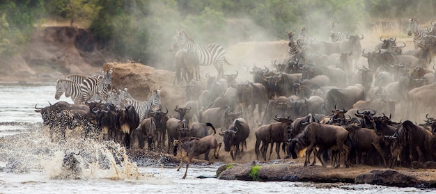 Um grande rebanho de gnus gira em torno do rio Mara. Grande migração. Quênia. Tanzânia. Parque Nacional Masai Mara.