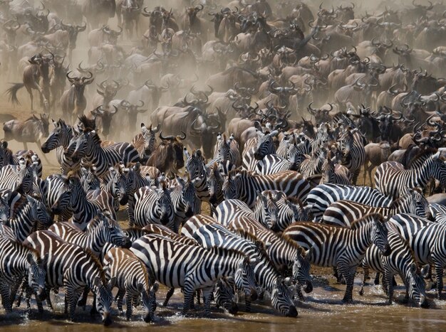 Um grande rebanho de gnus gira em torno do rio Mara. Grande migração. Quênia. Tanzânia. Parque Nacional Masai Mara.