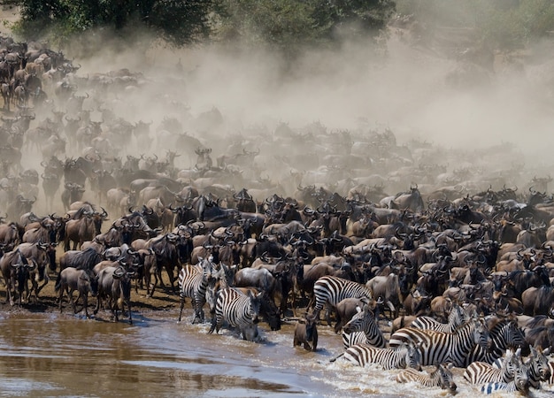 Um grande rebanho de gnus gira em torno do rio Mara. Grande migração. Quênia. Tanzânia. Parque Nacional Masai Mara.