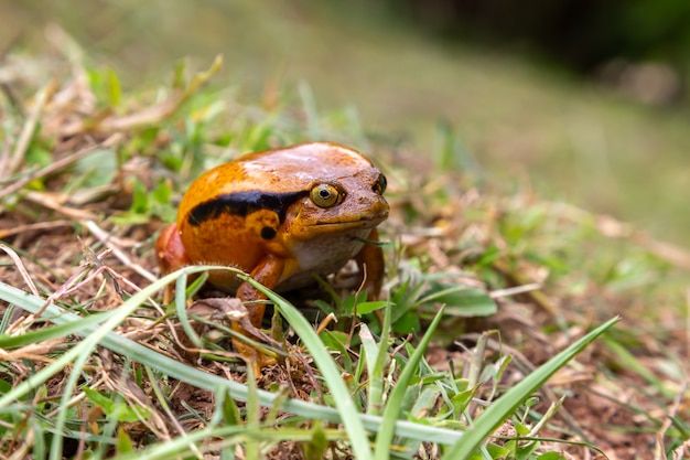 Um grande sapo laranja está sentado na grama