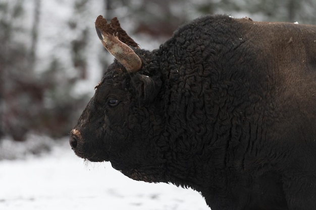 Um grande touro preto na neve treinando para lutar no foco seletivo do conceito de tourada da arena