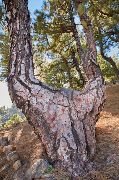 Um grande tronco de árvore nas montanhas no verão Ângulo baixo de uma casca de árvore velha e rochas em um ambiente misterioso selvagem Bela paisagem natural de uma árvore única em La Palma Ilhas Canárias Espanha