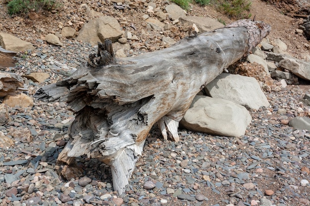 Um grande tronco de árvore velho e seco com borda quebrada repousa sobre seixos e pedras grandes. Imagem horizontal.
