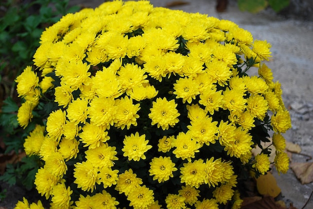 Um grande vaso de flores amarelas com a palavra crisântemo no topo.