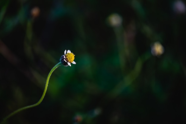 Um grassflower com fundo verde escuro