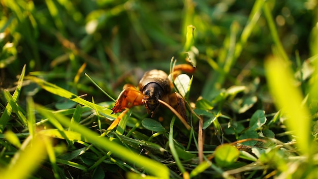 Um grilo-toupeira atravessa a grama verde Tiro macro da natureza em um prado