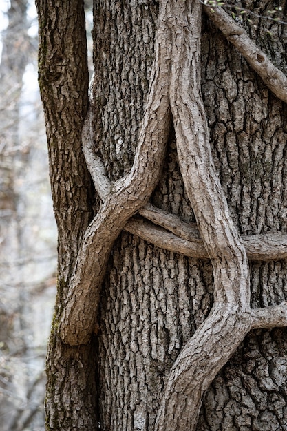 Um grosso tronco de árvore está entrelaçado com galhos finos closeup crescimento anormal da árvore floresta densa