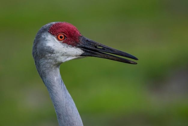 Foto um grou cinza com um bico preto e um anel vermelho no pescoço.