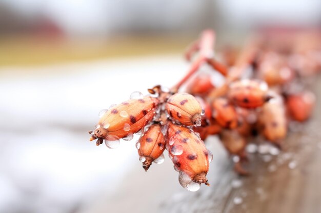 Foto um grupo apertado de groselhas congeladas num dia frio