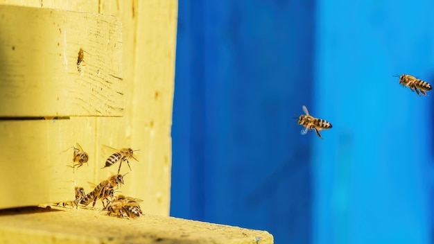 Um grupo de abelhas perto da colmeia em voo coleta néctar