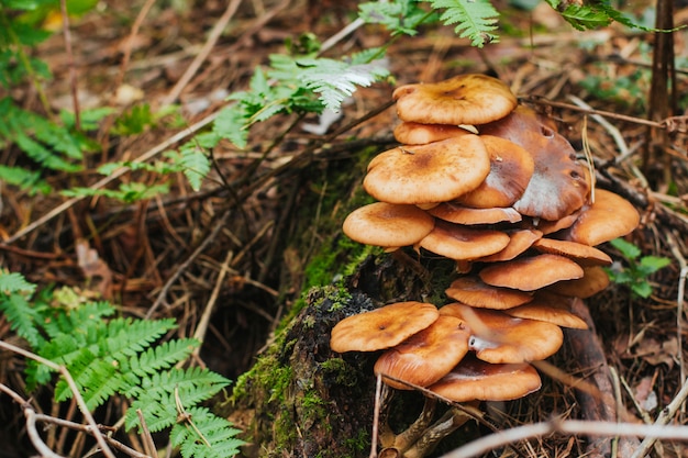 um grupo de agáricos de mel na floresta. cogumelos de mel na grama