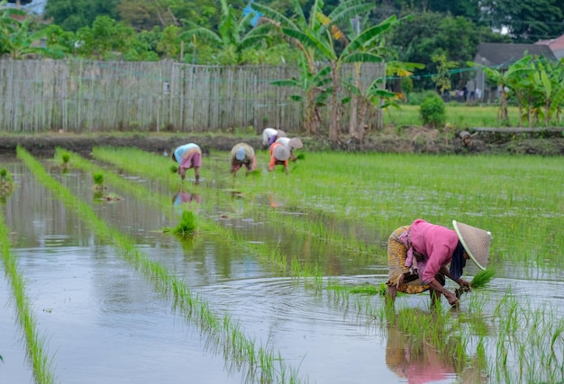 Um grupo de agricultores plantando arroz no campo