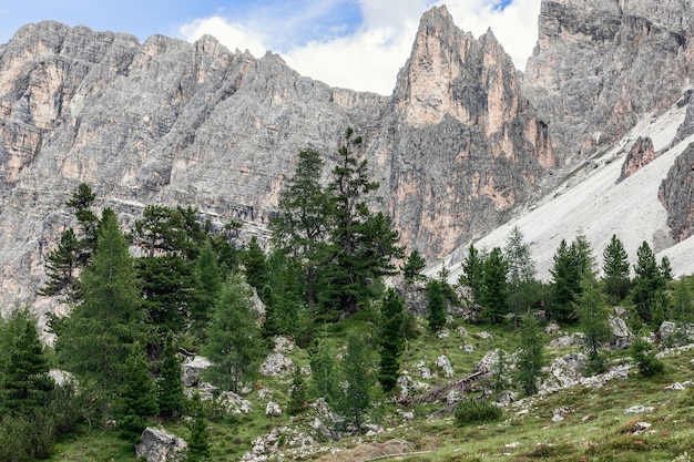 Um grupo de árvores coníferas no desfiladeiro das Dolomitas italianas no parque natural Puez-Odle