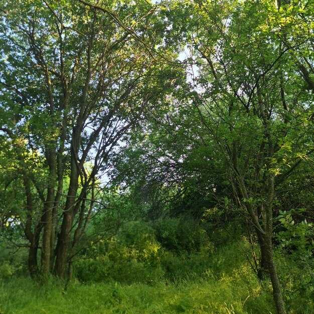 Um grupo de árvores em uma floresta