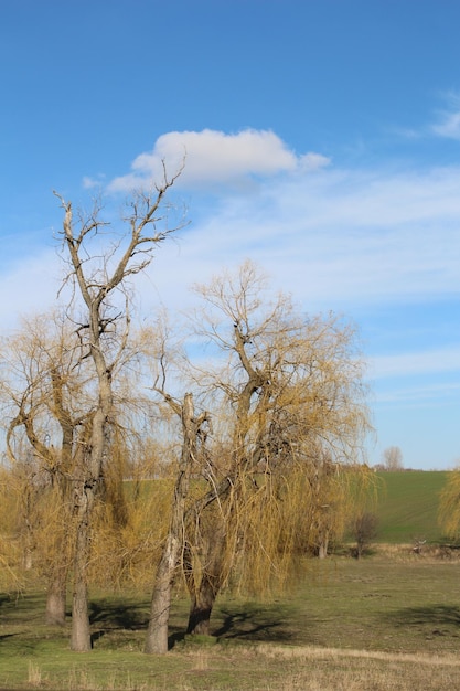 Foto um grupo de árvores num campo