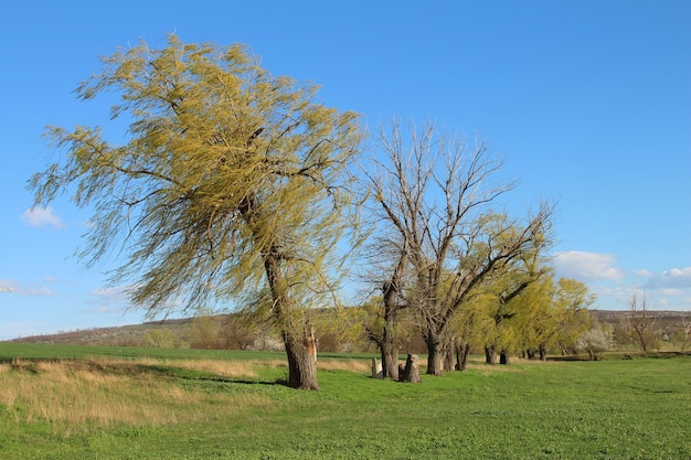Um grupo de árvores num campo