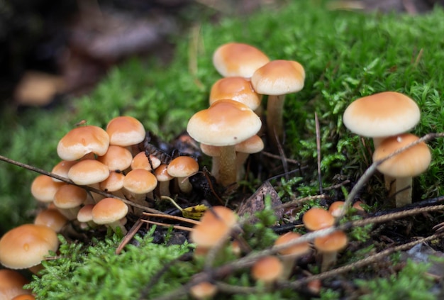 Um grupo de belos cogumelos nos cogumelos de mel falso da floresta