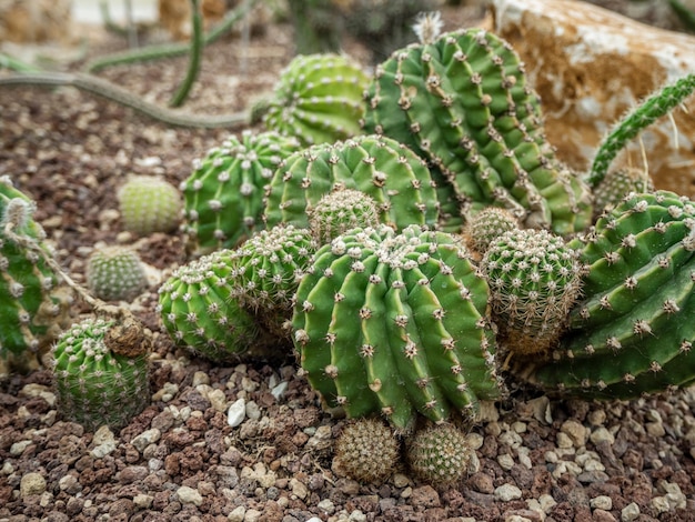 um grupo de cactos espinhosos tropicais cresce em um jardim botânico