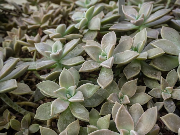 um grupo de cactos espinhosos tropicais cresce em um jardim botânico