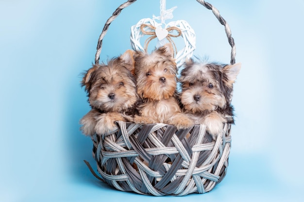 Um grupo de cães Yorkshire terrier sentados em uma cesta em um fundo azul