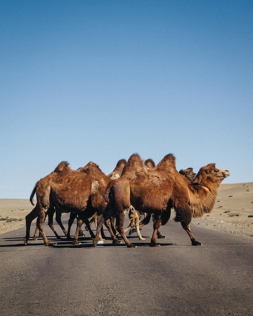 Um grupo de camelos bactrianos atravessando a rodovia na Mongólia Interior