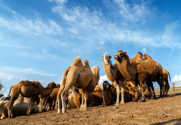 Um grupo de camelos