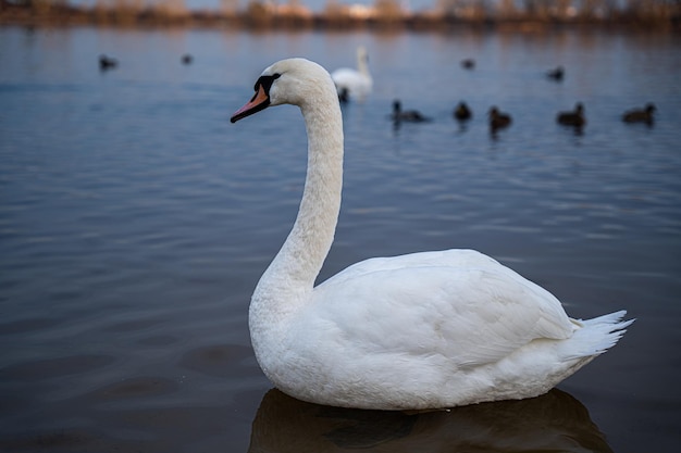 Um grupo de cisnes no lago se alimenta durante o dia