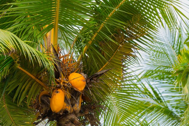 Foto um grupo de cocos reais amarelos brilhantes.