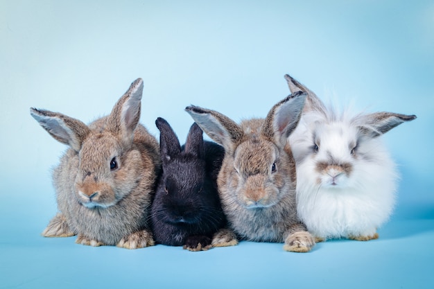 Um grupo de coelhinhos fofos