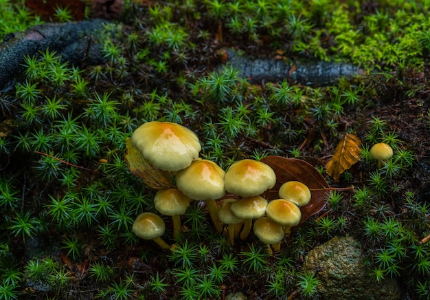 um grupo de cogumelos entre as plantas