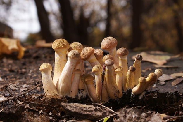 Um grupo de cogumelos está crescendo no toco da floresta Closeup Armillaria Agaricus fragilis