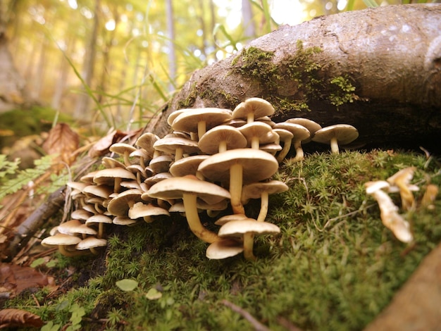 Um grupo de cogumelos está no chão da floresta.