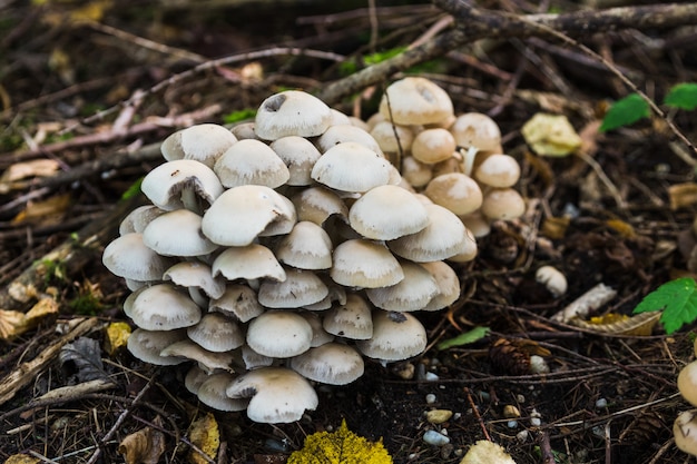 Um grupo de cogumelos na floresta