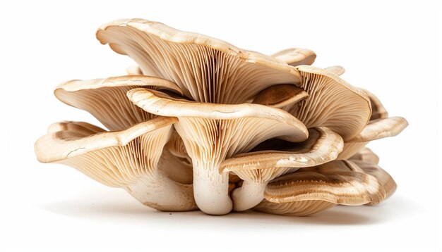 um grupo de cogumelos que estão em um fundo branco
