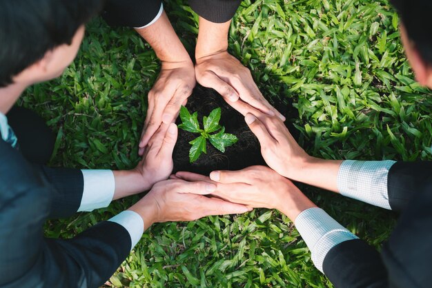 Foto um grupo de empresários cultiva e nutre a planta em conjunto.