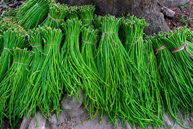 Um grupo de Feijão de Espargos ou Feijão Longo, feixes de vegetais verdes frescos prontos para venda no mercado