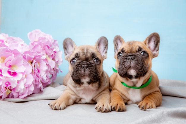 Um grupo de filhotes de buldogue francês em um fundo azul com flores da primavera