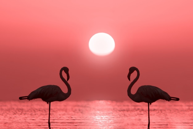 Um grupo de flamingos fica em uma lagoa contra um fundo de pôr do sol dourado e um grande sol brilhante