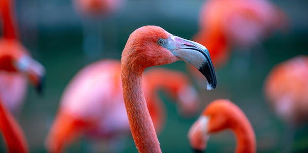 Um grupo de flamingos Flamingos cor-de-rosa contra fundo verde Família Phoenicopterus roseus flamingo