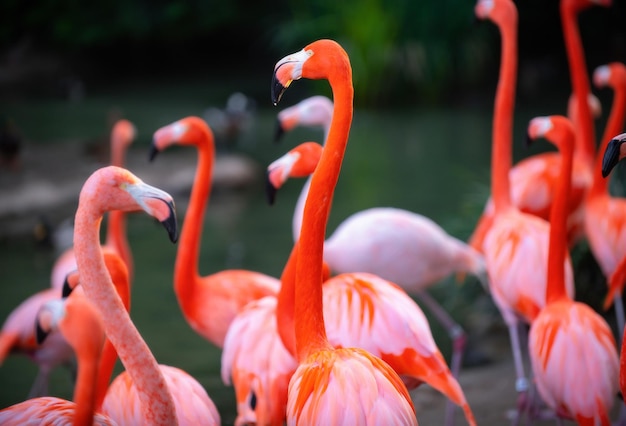 Um grupo de flamingos Flamingos cor-de-rosa contra fundo verde Família Phoenicopterus roseus flamingo