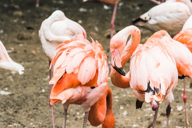 Um grupo de flamingos maiores vadear na água