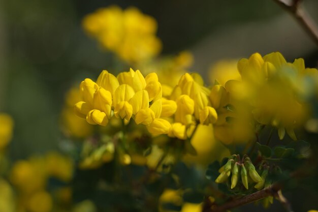 Foto um grupo de flores amarelas está florescendo.